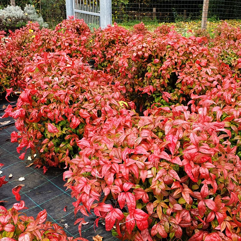 Himmelsbambus 'Blush Pink'