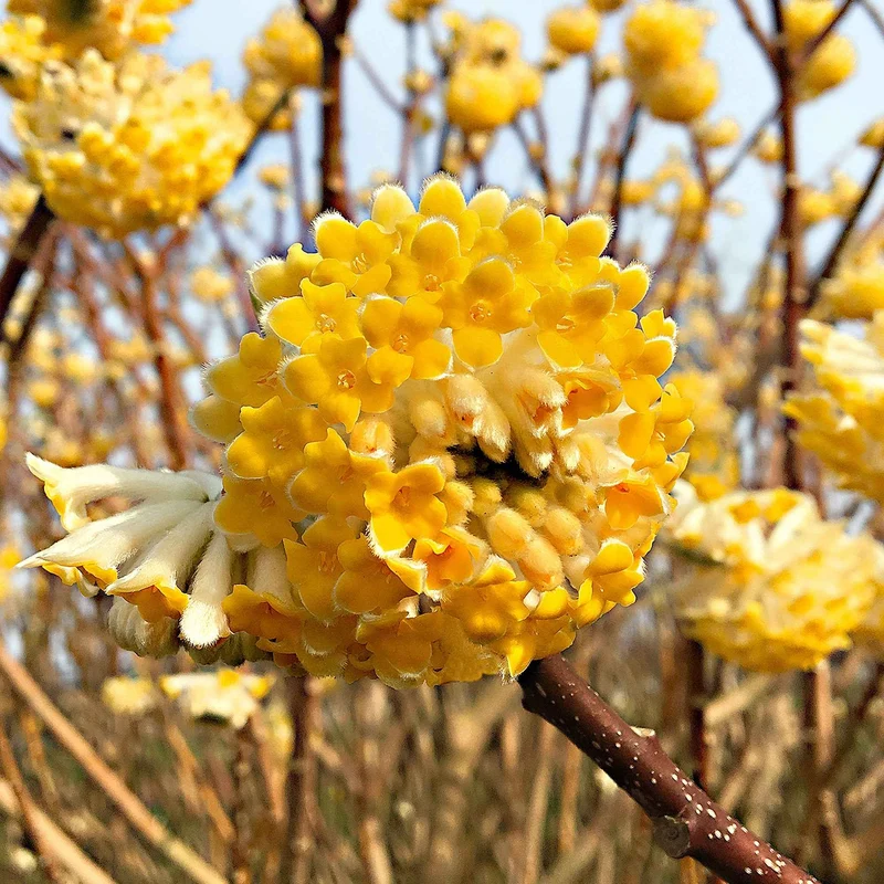 Papierbusch ‘Grandiflora’