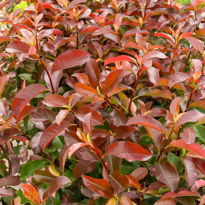 Glanzmispel ‘Camilvy’