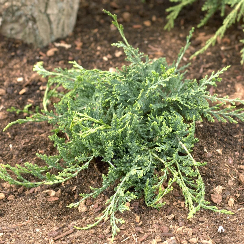 Kriech-Wacholder Wiltonii