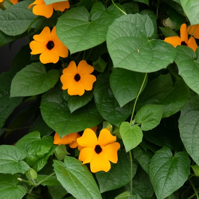 Schwarzäugige Susanne 'Orange'