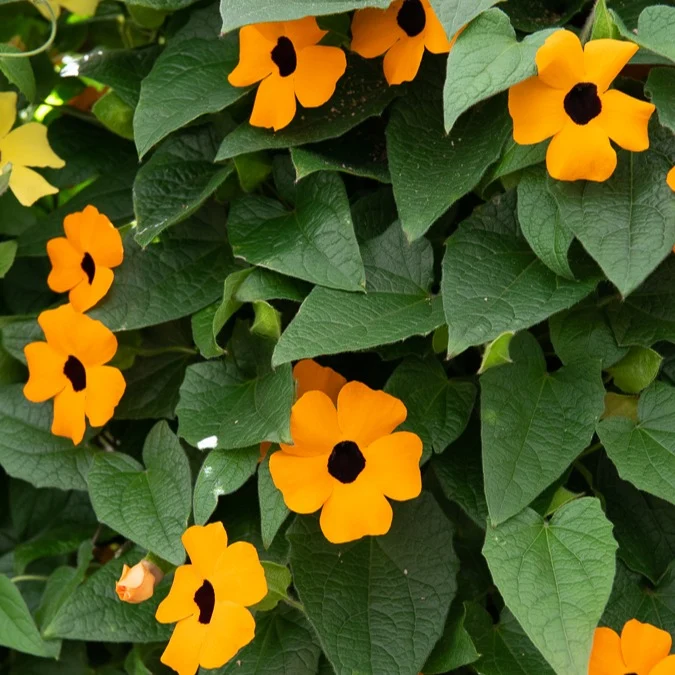 Schwarzäugige Susanne 'Orange'