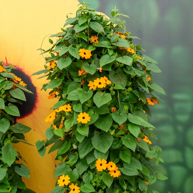 Schwarzäugige Susanne 'Orange'