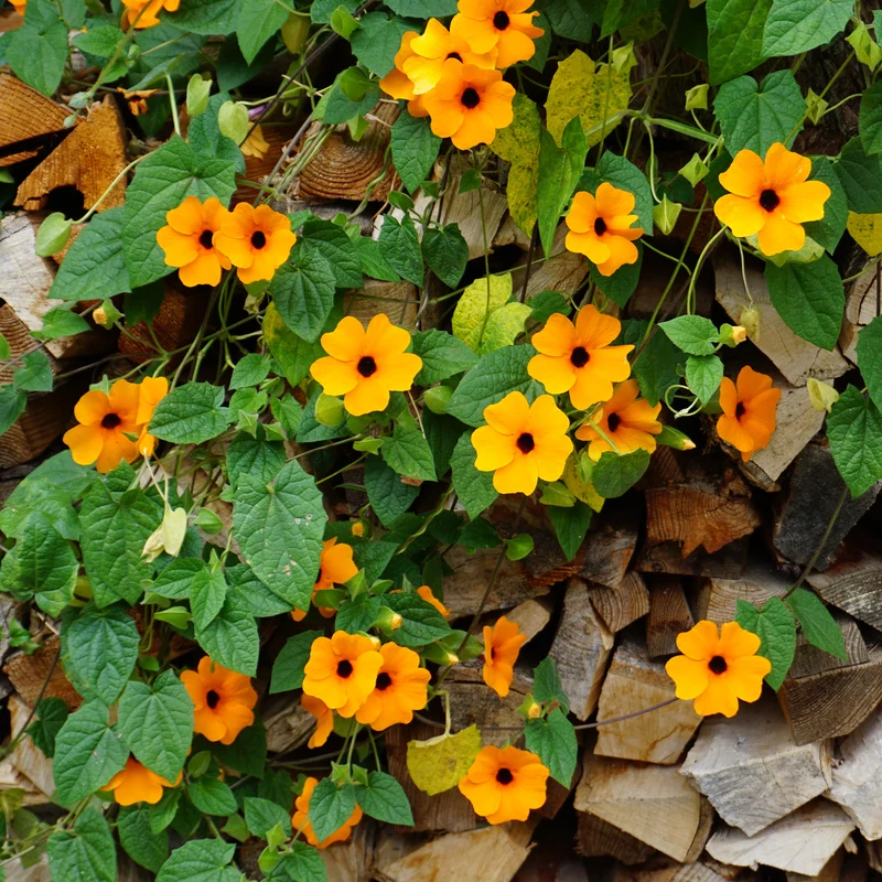 Schwarzäugige Susanne 'Orange'