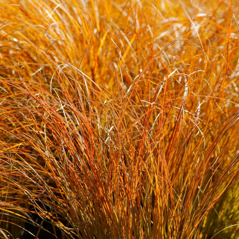 Rote Garten-Segge 'Prairie Fire'