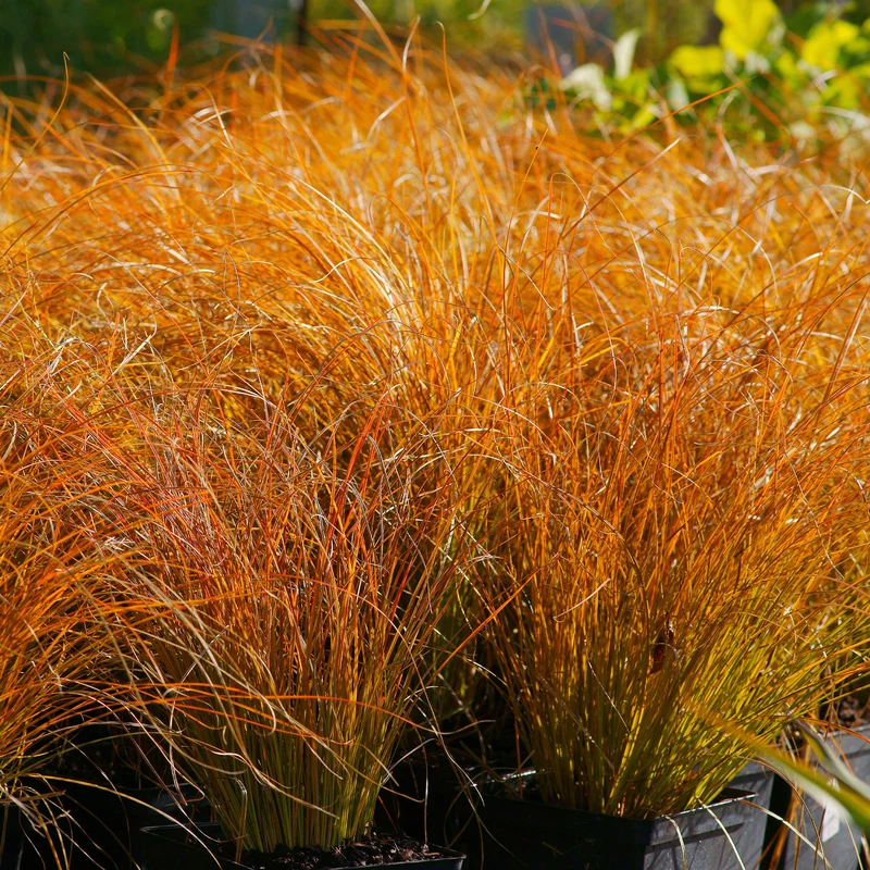 Rote Garten-Segge 'Prairie Fire'
