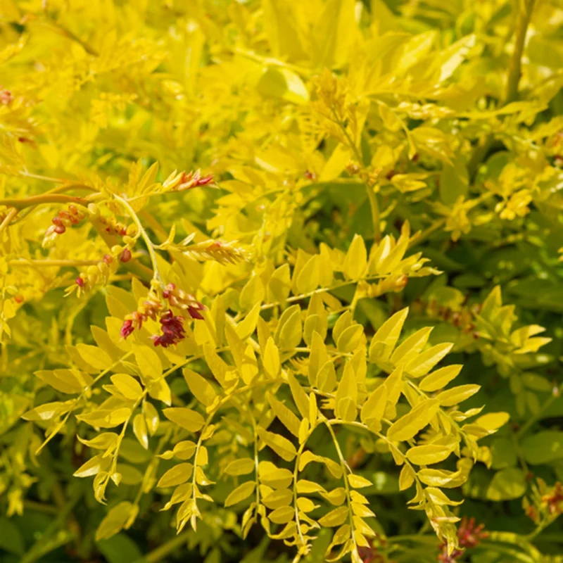 Gelbe Lederhülsenbaum