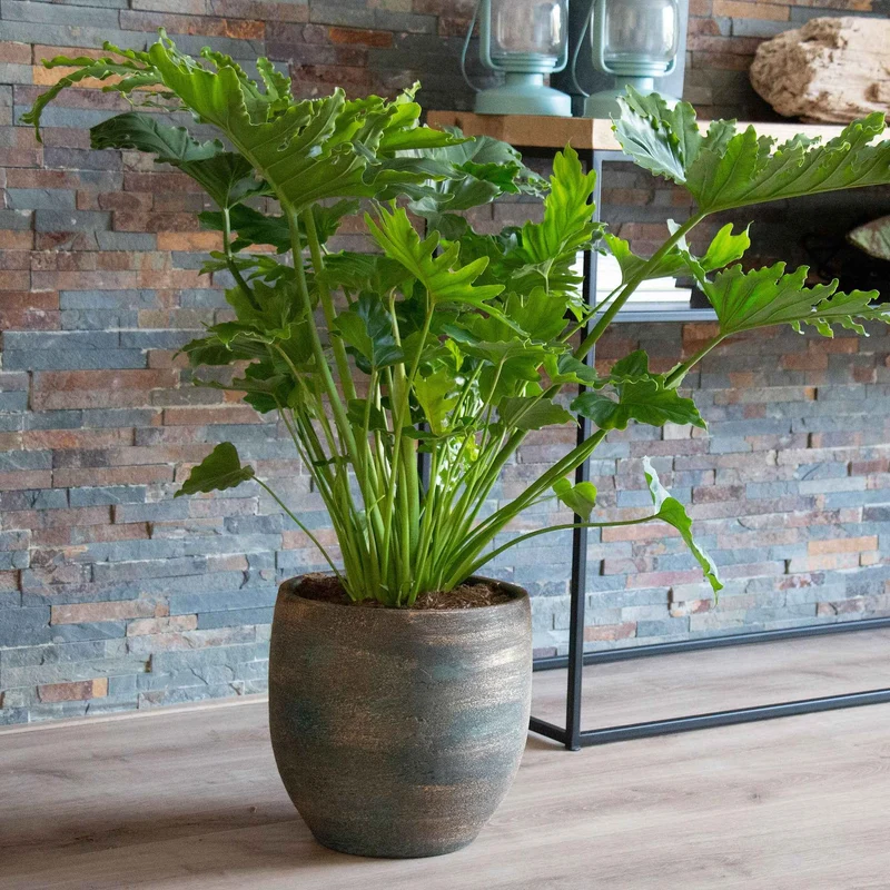 Philodendron Monstera Shangri La