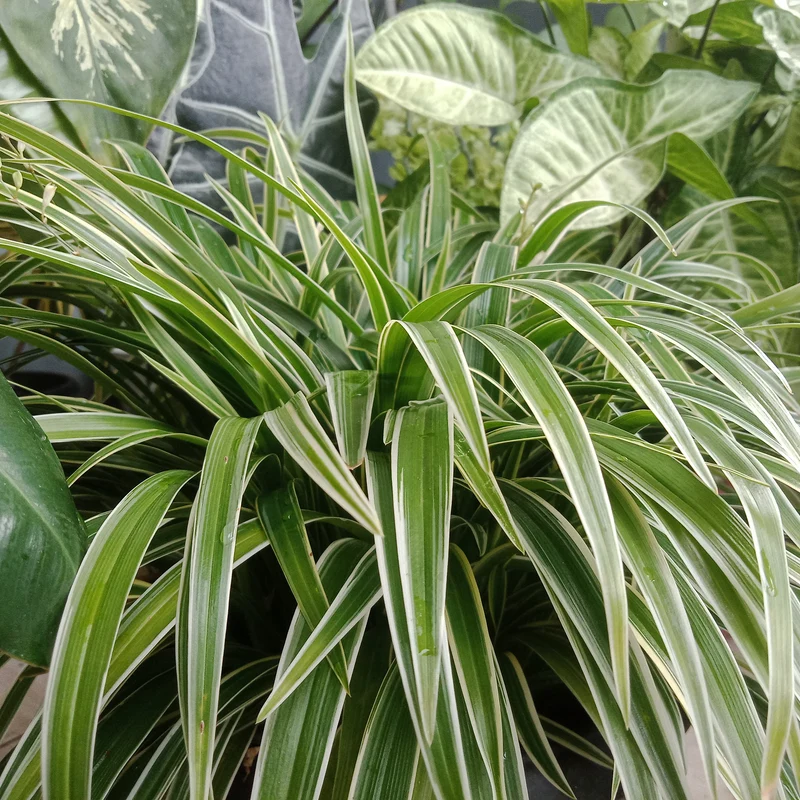 Grünlilie 'Ocean'