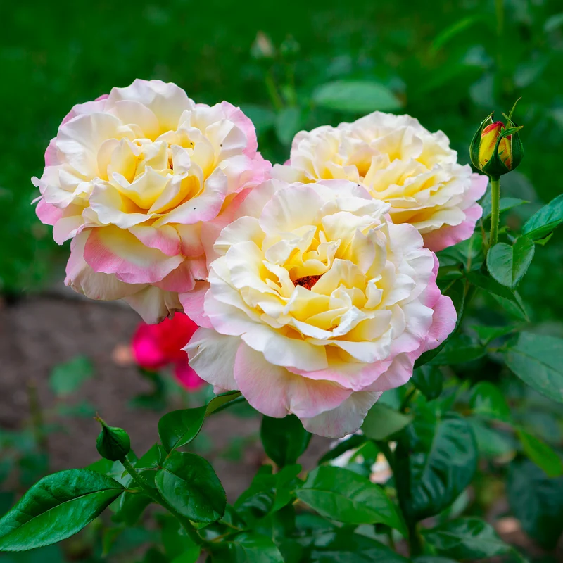 Rosenstrauch Mme A. Meilland