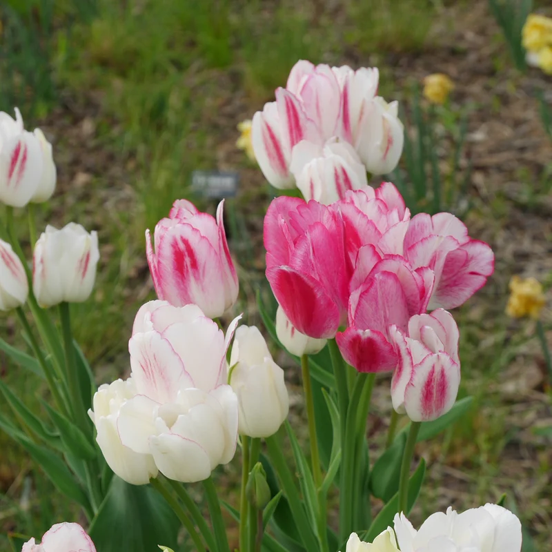 Pluriflores-Tulpen Candy Club