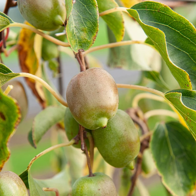 Zwerg-Kiwi Kens Red
