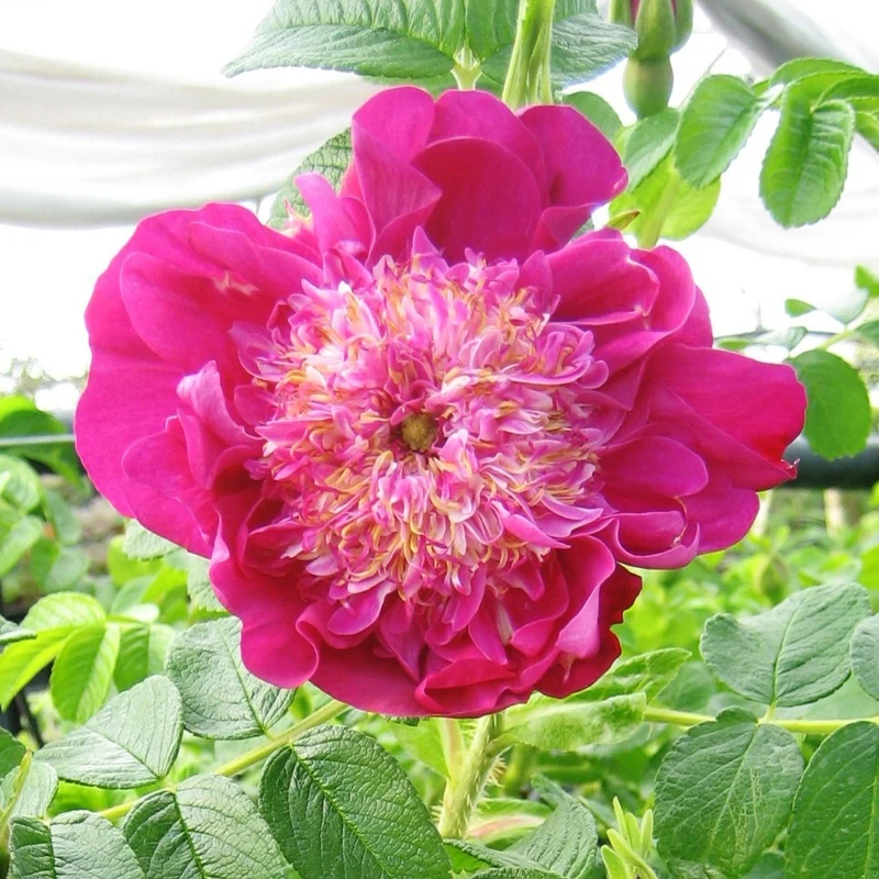 Strauchrose 'Pompom Perfume'