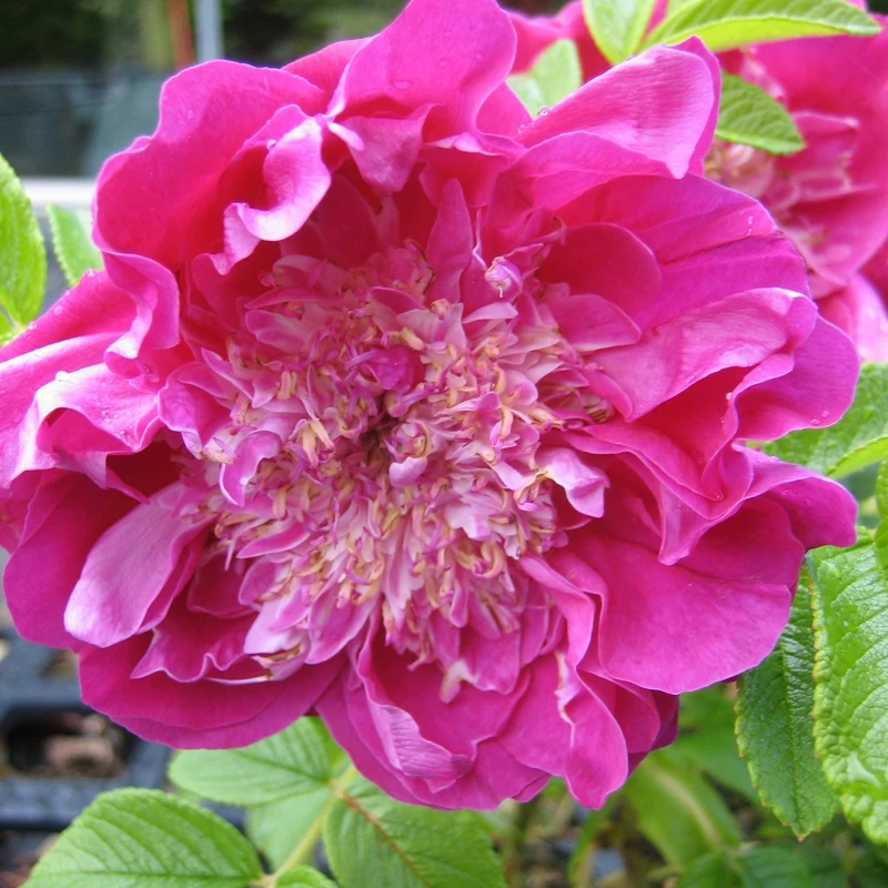 Strauchrose 'Pompom Perfume'