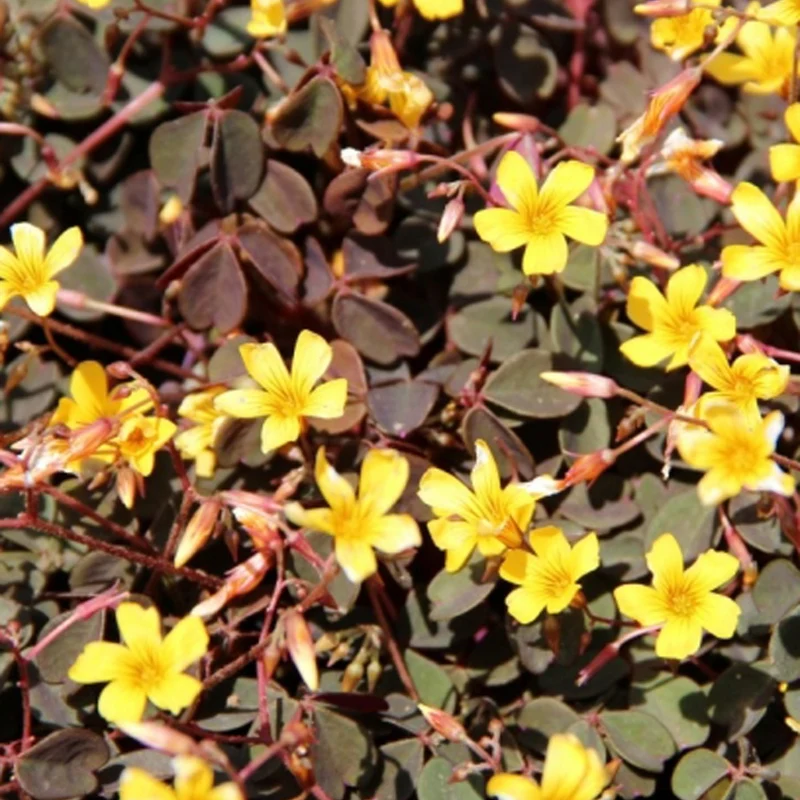 Sauerklee Burgundy Yellow (x3)