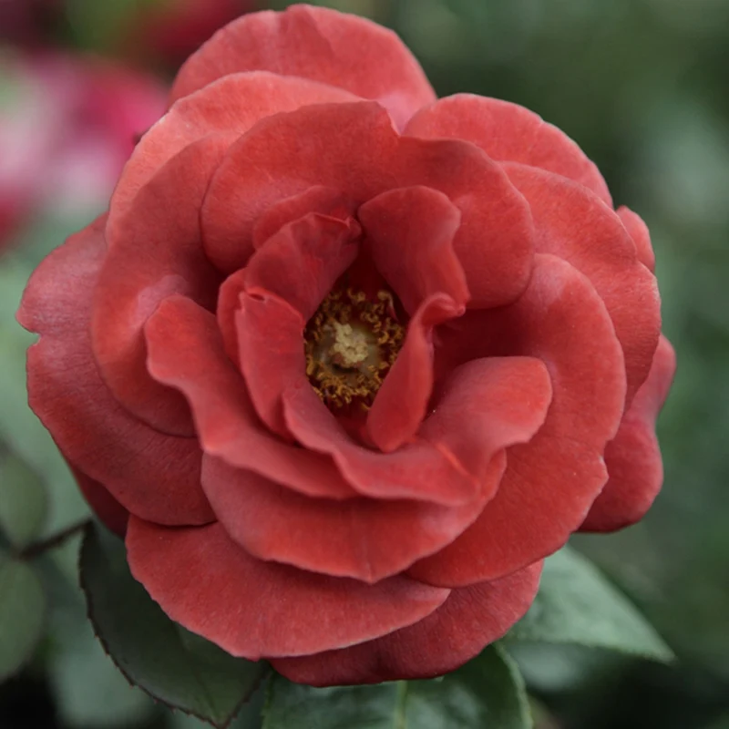 Edelrose Terracotta ®