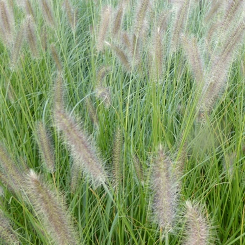 Lampenputzergras ‘Lady U’