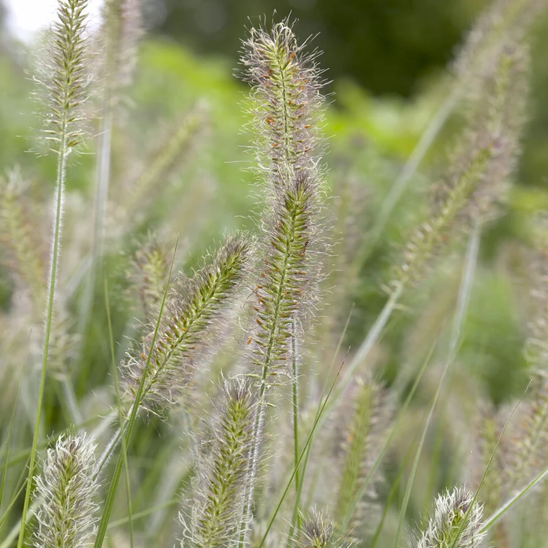 Federborstengras 'Herbstzauber'