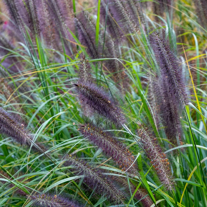 Lampenputzergras ‘Black Beauty’