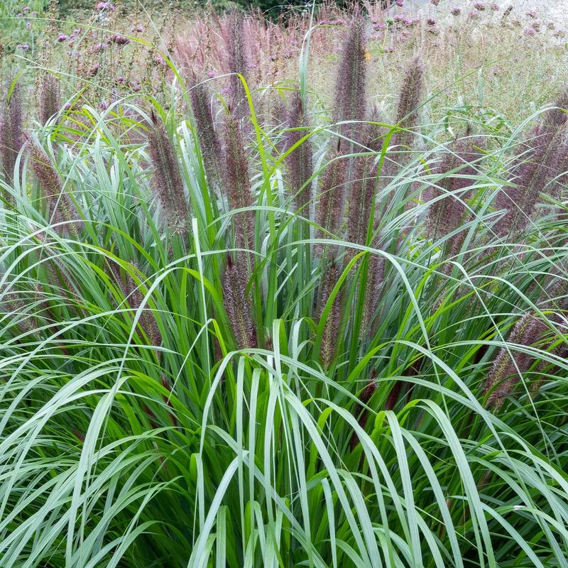 Lampenputzergras ‘Black Beauty’