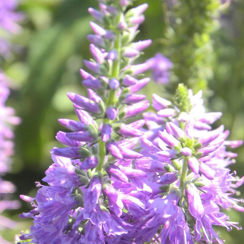 Ehrenpreis Lilac Fantasy