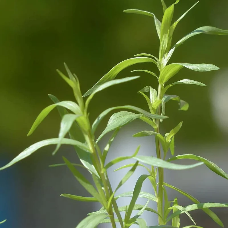 Sommer-Bohnenkraut
