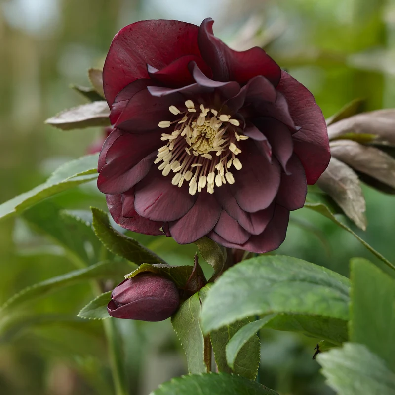 gefüllte violette Helleborus Ellen (x2)