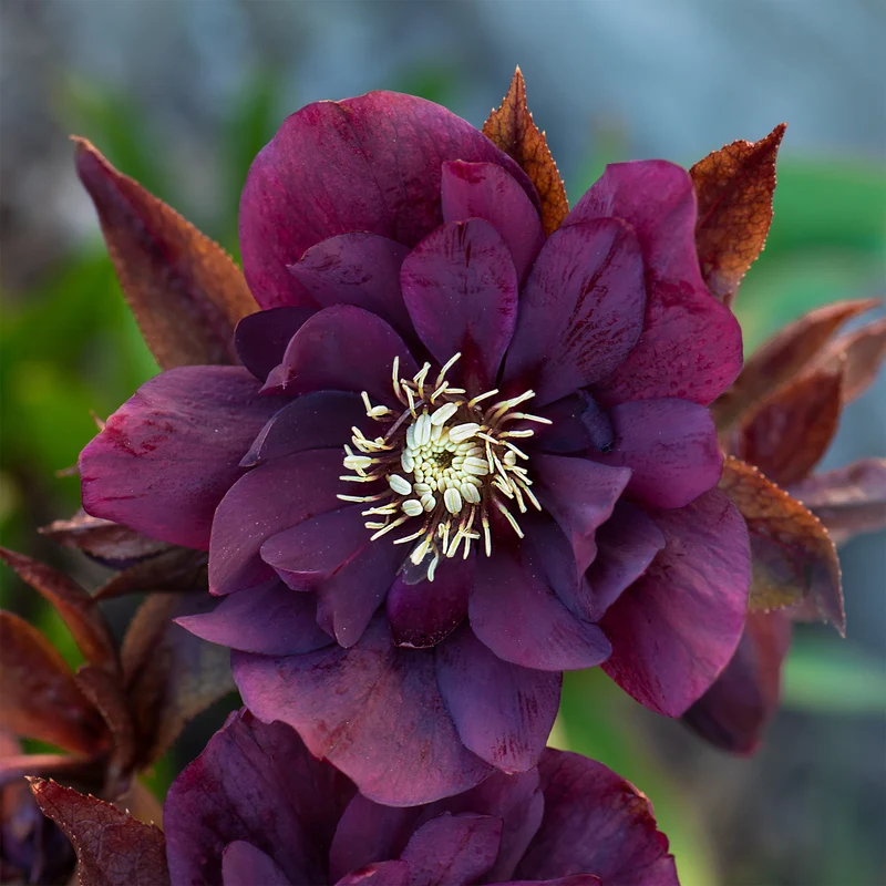 gefüllte violette Helleborus Ellen (x2)