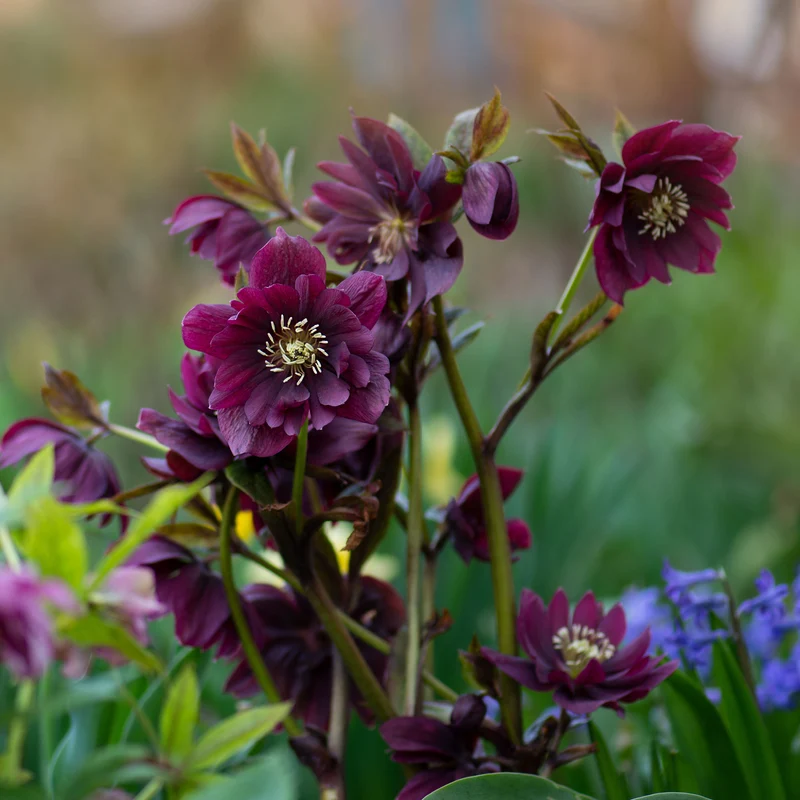 gefüllte violette Helleborus Ellen (x2)