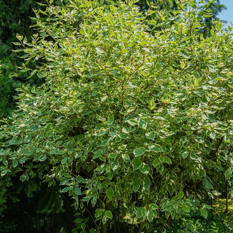 Weißer Hartriegel Elegantissima
