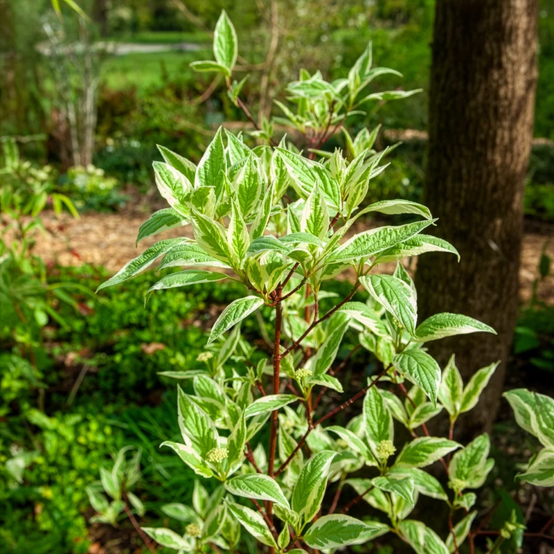 Weißer Hartriegel Elegantissima