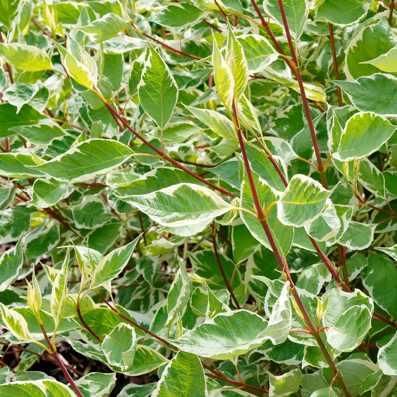 Weißer Hartriegel Elegantissima
