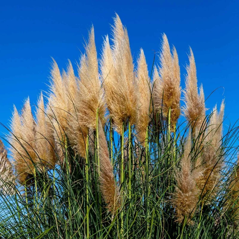 Pampasgras Cortaderia 'Pumila'