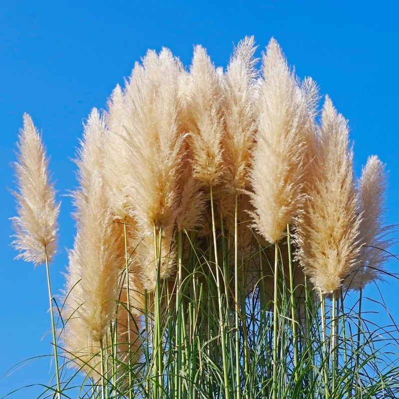 Pampasgras Cortaderia 'Pumila'