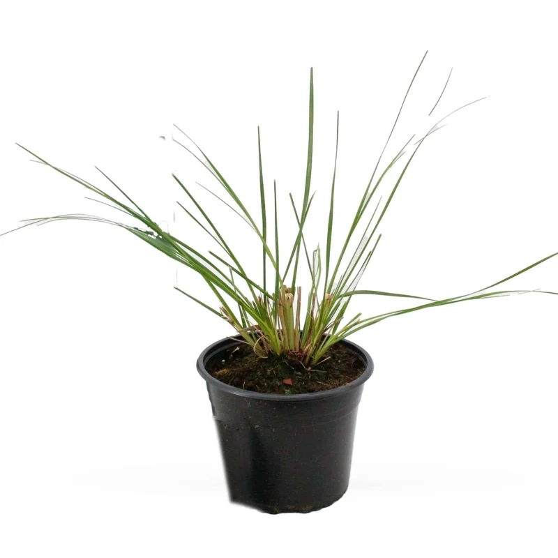 Pampasgras Cortaderia 'Pumila'