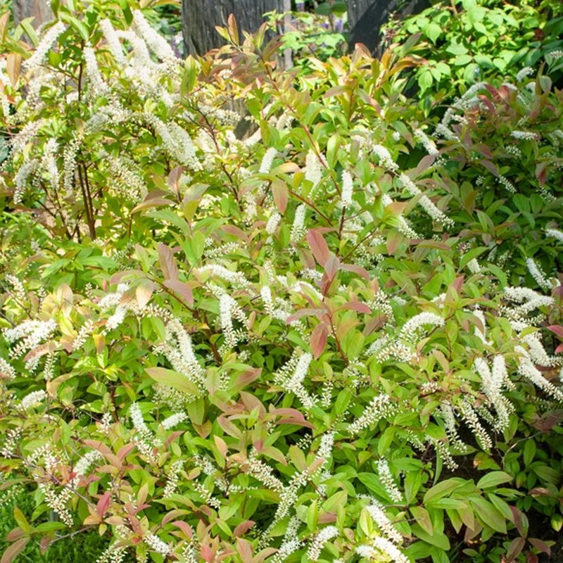 Virginische Scheineller ‘Henry’s Garnet’