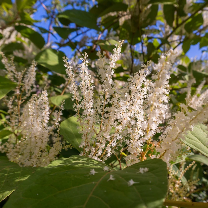 Virginische Scheineller ‘Henry’s Garnet’