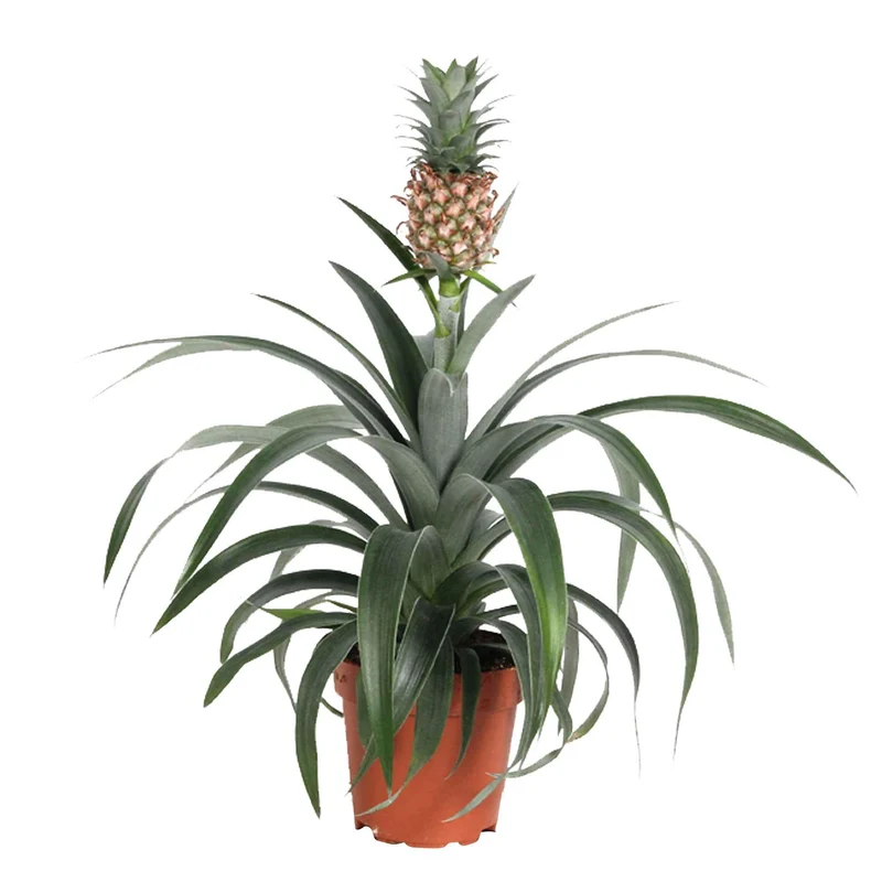 Ananaspflanze Ananas 'Corona'