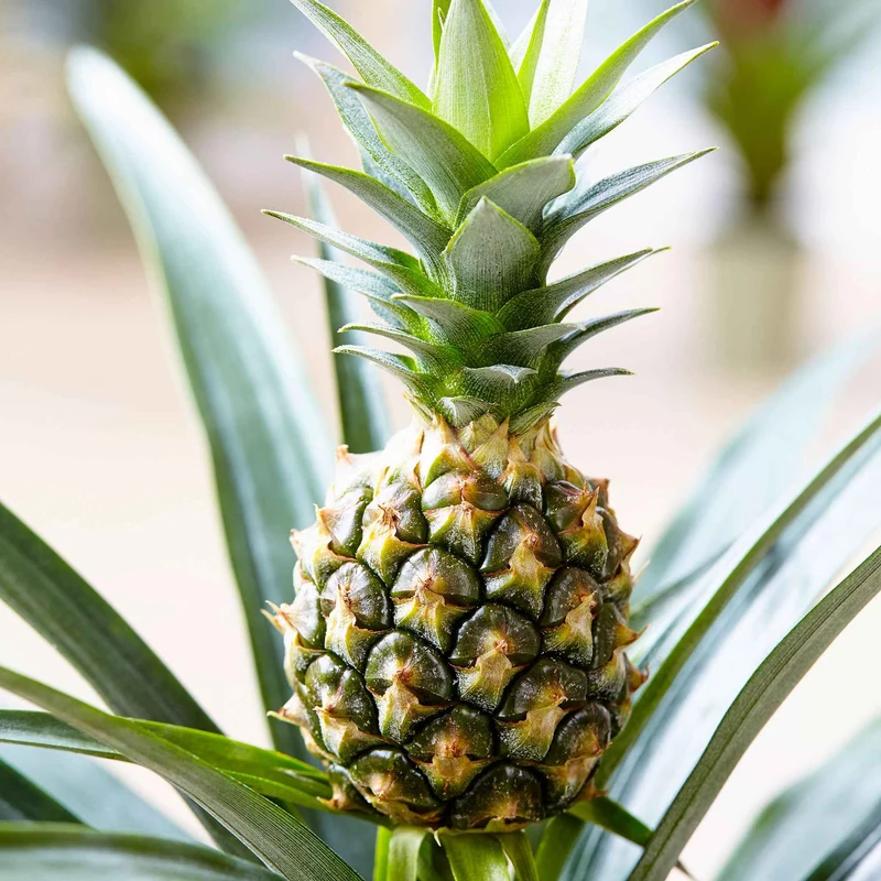 Ananaspflanze Ananas 'Corona'