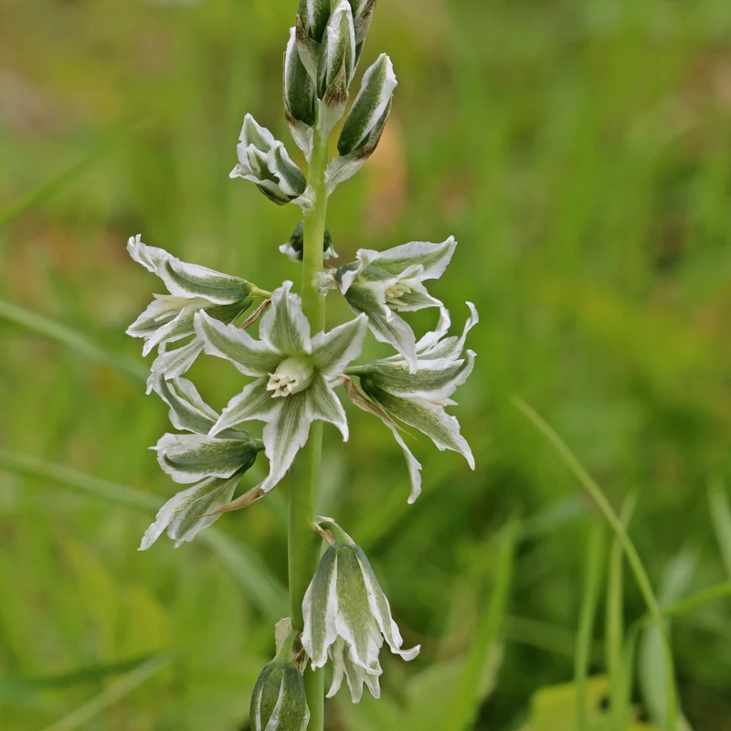 Ornithogalum Saundersiae