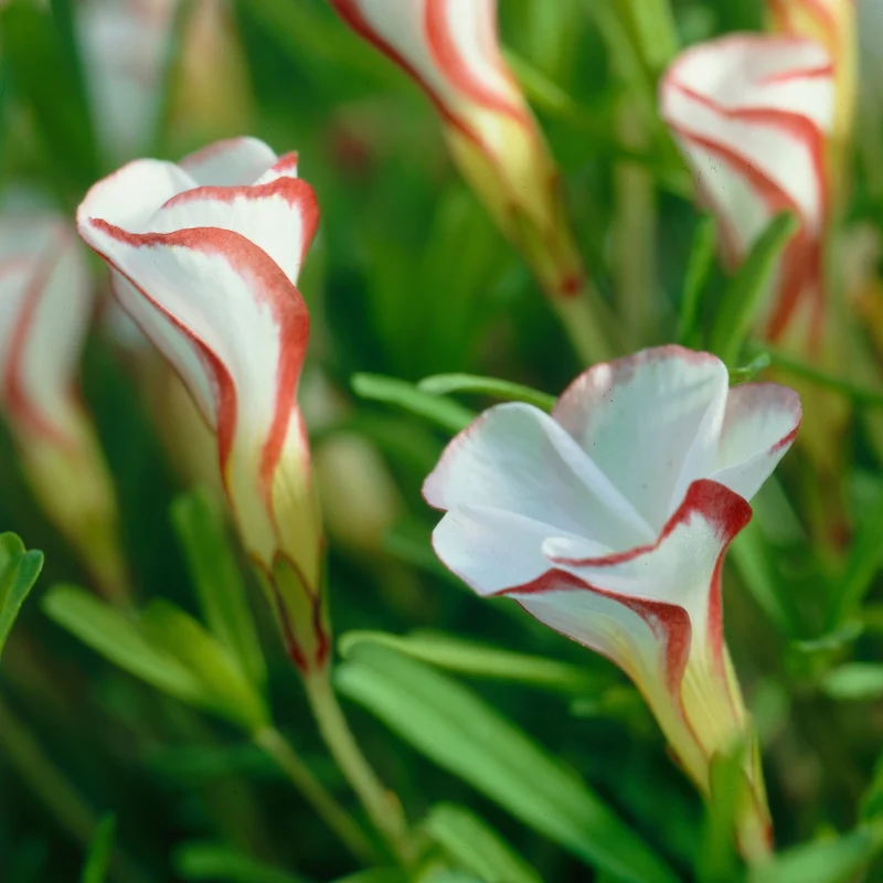 Oxalis ‘Versicolor’ (x15)