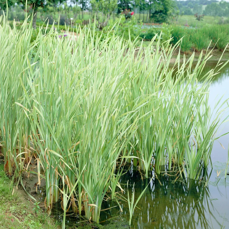 Rohrkolben Variegata