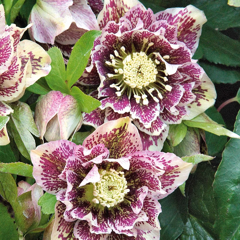 Lenzrose ‘Double Ellen White Spotted’ (x2)