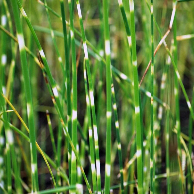Zebra-Simse 'Zebrinus'