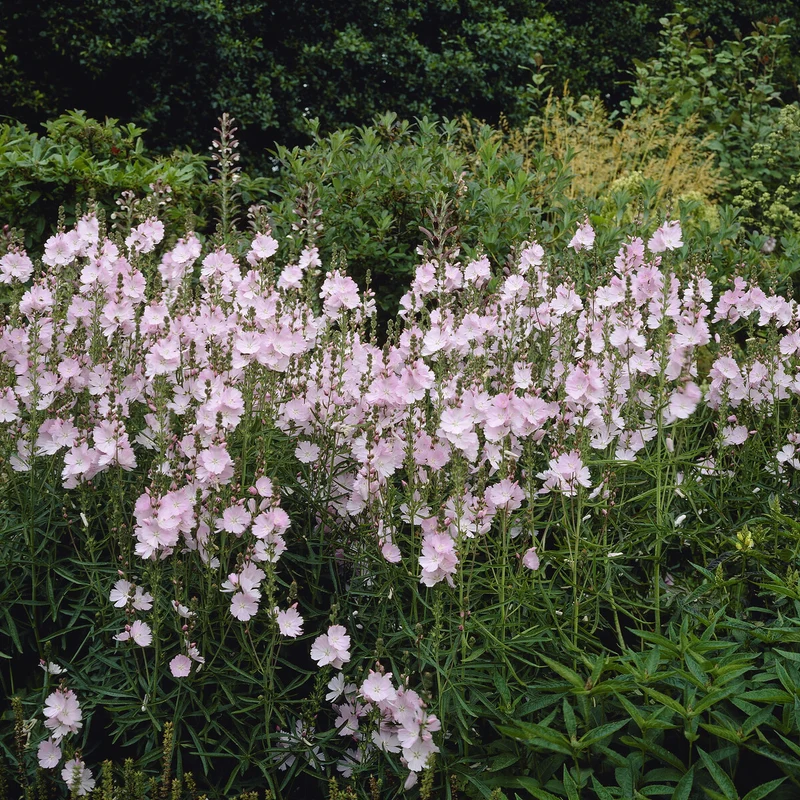 Prärie-Malve Elsie Heugh
