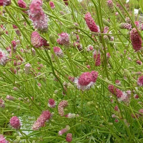 Hoher Wiesenknopf Pink Elephant