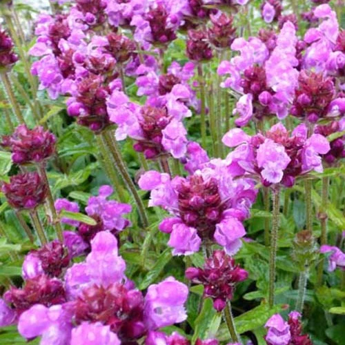 Großblütige Schlehe Altenberg Rosa
