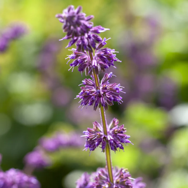 Quirlblütiger Salbei ‘Purple Rain’