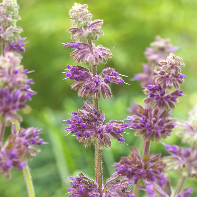 Quirlblütiger Salbei ‘Purple Rain’