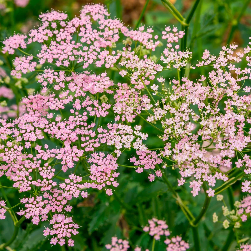 Große Bibernelle ‘Rosea’
